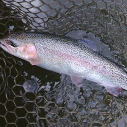 すれていない魚を探せ！ 大安トラウトレイク